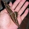 doodlebug003
